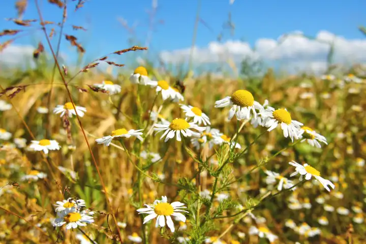 White blooming real Chamomile at the field border macro