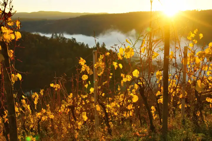 letzt gelbe Weinblätter hoch über dem Herbstnebel