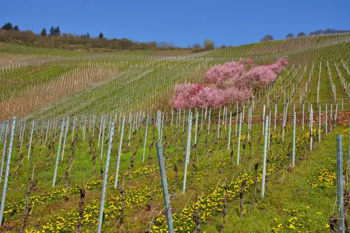 pink blossoming almond trees in spring in the vineyards of the Lösnicher Försterlay