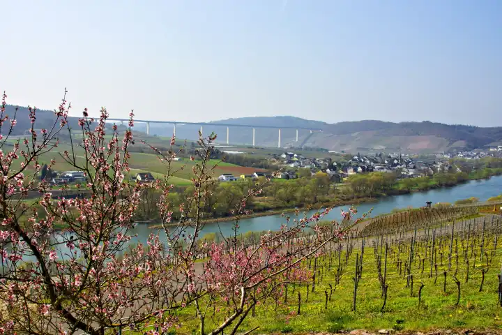 blooming almond tree on the Moselle, in the background Ürzig