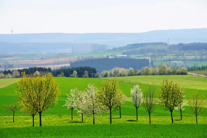 grüne Frühlingslandschaft bei Morbach im Hunsrück