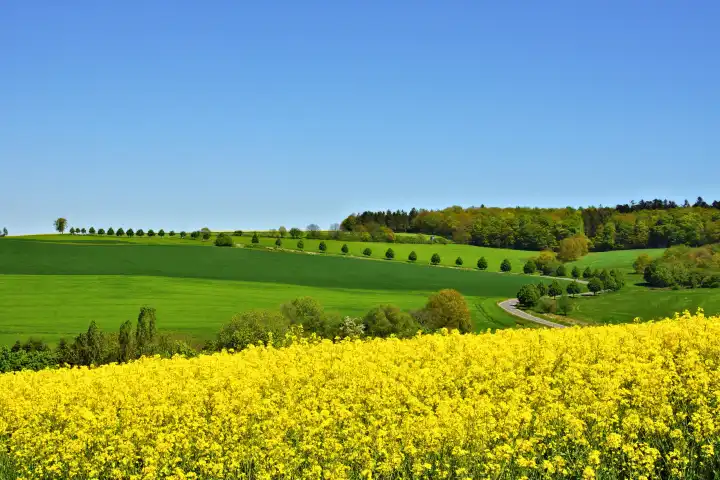 Frühlingslandschaft mit Lindenallee im Hunsrück bei Lötzbeuren