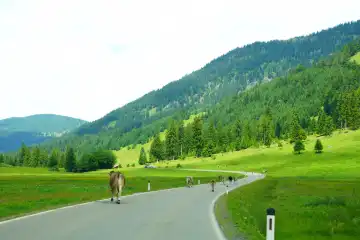 Herd of cows on a street near Grän in Austria