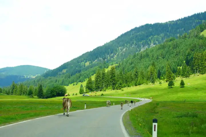 Herde Kühe auf einer Strasse in der Nähe von Grän in Österreich