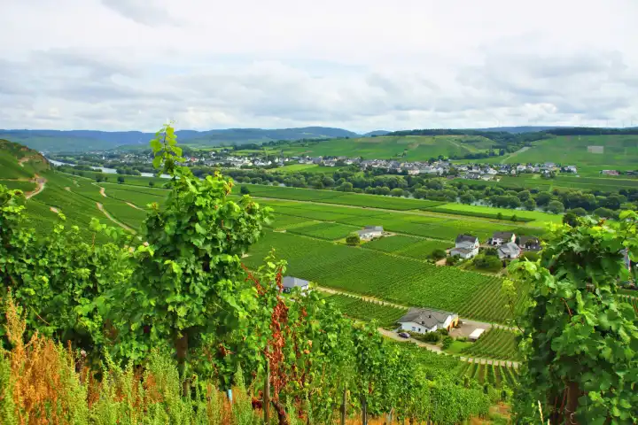 Wine town Brauneberg on the Moselle in summertime