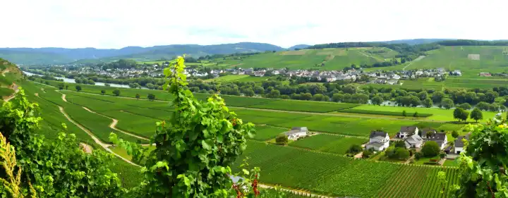 Panorama Brauneberg on the left and Kesten on the Moselle
