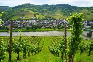 Wine town of Reil on the Moselle in spring