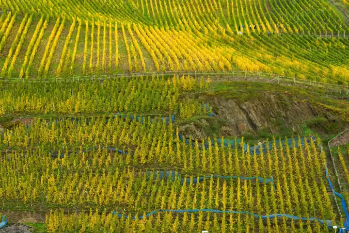 green yellow vineyards in autumn opposite Pünderich on the Moselle