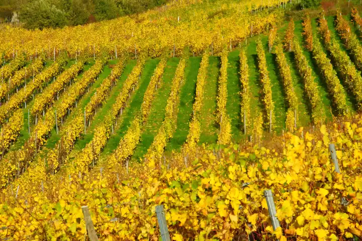 gelbe Weinstöcke im Herbst in einem Weinberg bei Enkirch an der Mosel