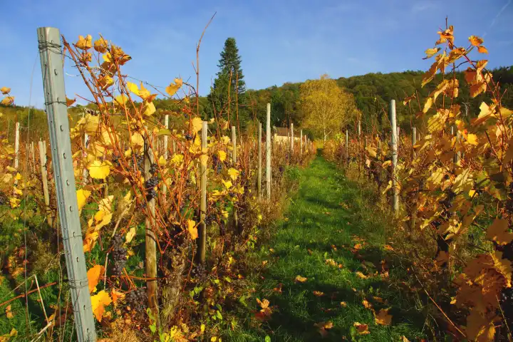 autumnal yellow vines with blue grapes