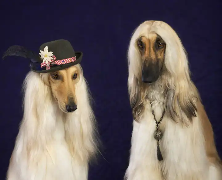 Afghan dog with hat and chain jewelry