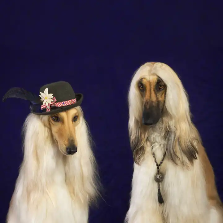 Afghan dog with hat and chain jewelry