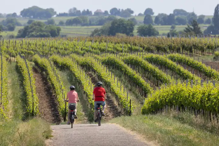Senioren fahren E-Bike auf Feldweg durch sonnige Weinberge in der Pfalz