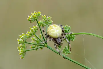 Four-spot orb-weaver