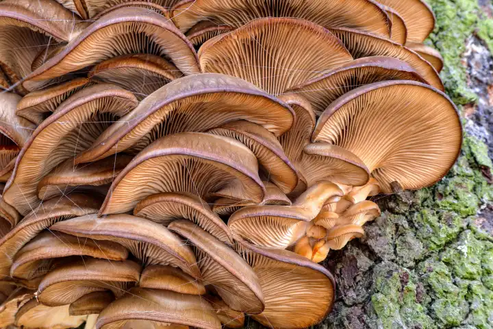 Oyster mushroom, Pleurotus ostreatus