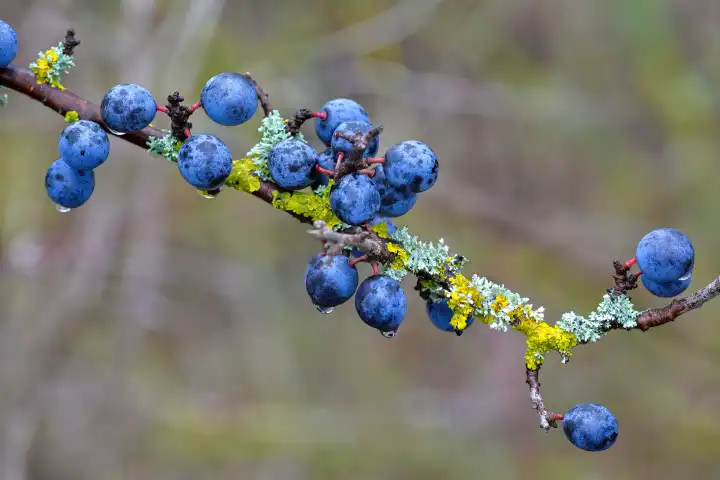 Schlehen, Prunus spinosa