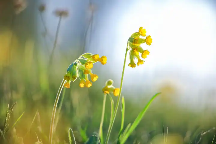 Wiesenschlüsselblume, Primula veris