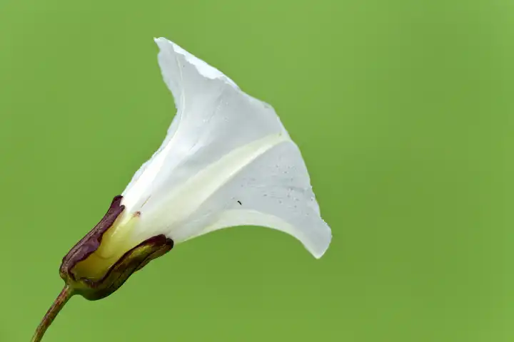 Flower of the fence vine, Calystegia sepium