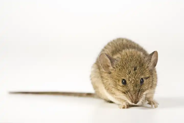 House Mouse Mus musculus