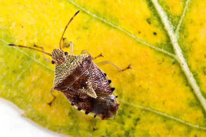 parent bug Elasmucha grisea