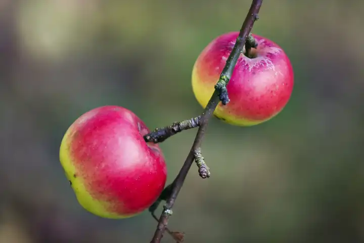 Äpfel auf einem Ast