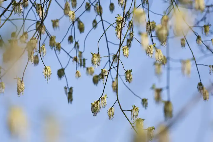 Eschenblättriger Ahorn Baum im Frühling Acer negundo