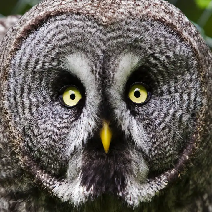 great gray owl Strix nebulosa