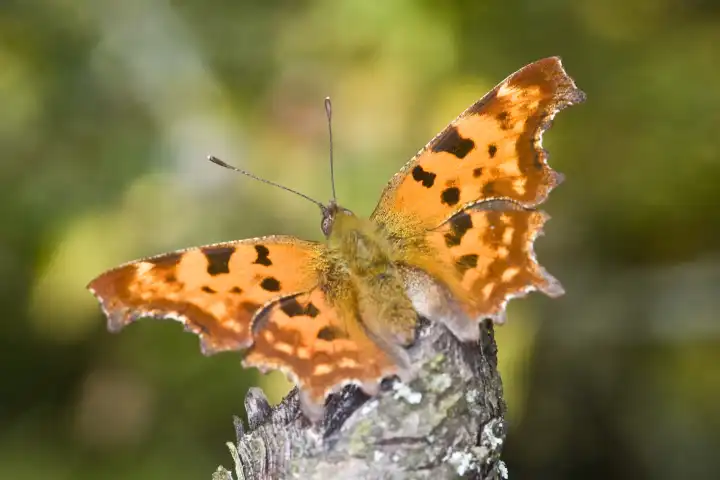 Comma Butterfly Polygonia c-album