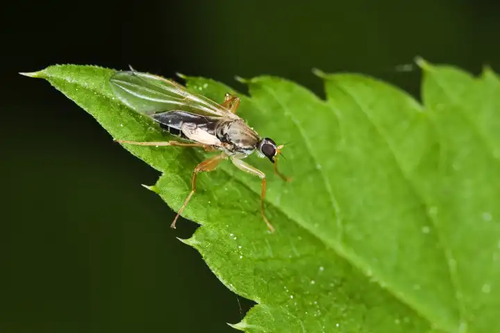 Fliege Ordnung Diptera, Unterordnung Brachycera