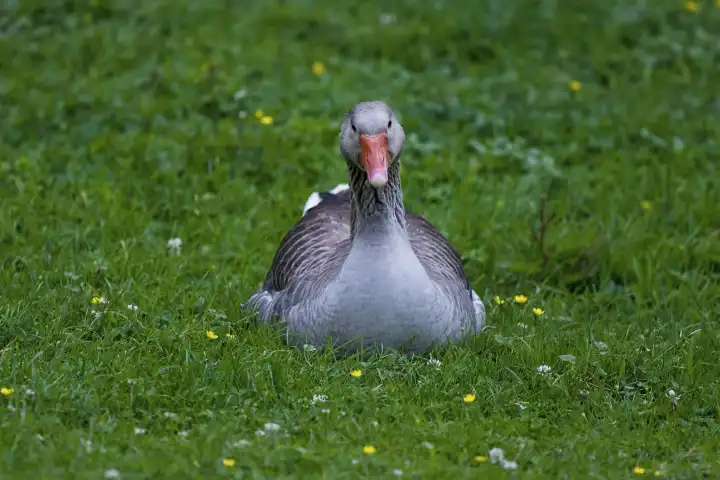 goose on a meadow