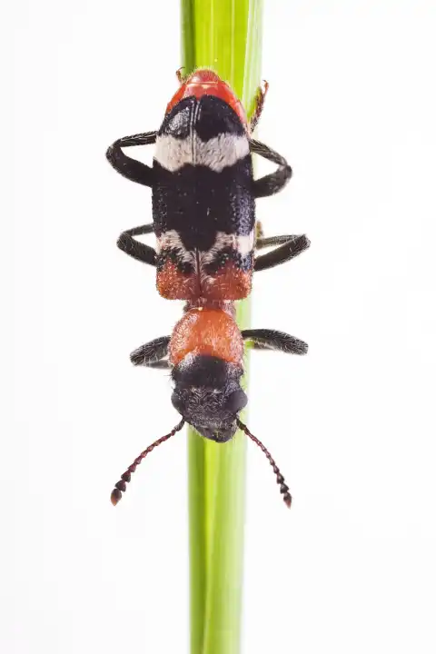 curious ant-beetle Thanasimus formicarius