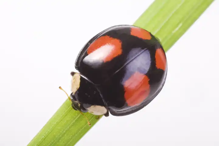 two-spotted lady beetle Adalia bipunctata dark version