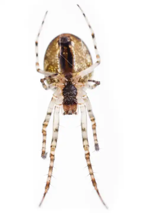 long-jawed spider Metellina segmentata