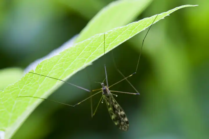 cranefly Tipulidae