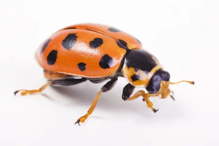 thirteen-spotted lady beetle Hippodamia tredecimpunctata