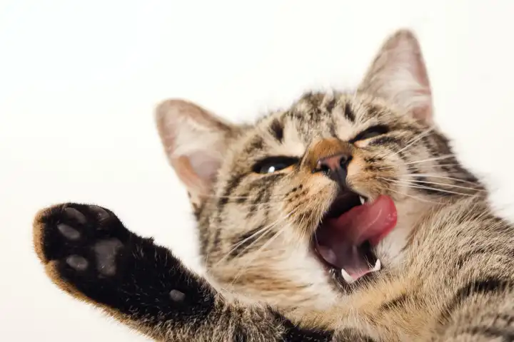 house cat to yawn