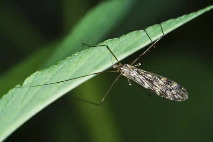 cranefly Tipulidae