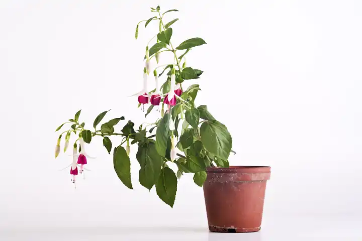 fuchsia in a flowerpot