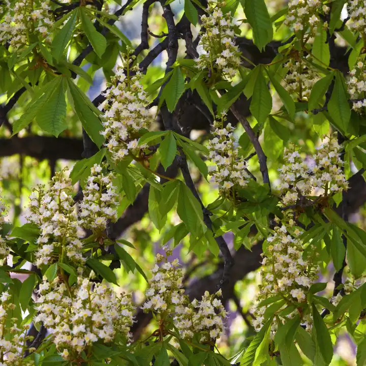 horse chestnut tree Aesculus hippocastanum