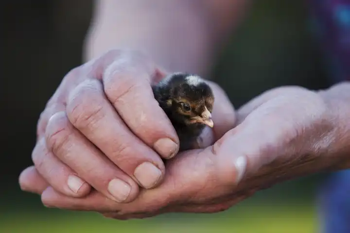 chick in the hand of a farmer