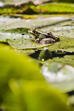 frog Pelophylax