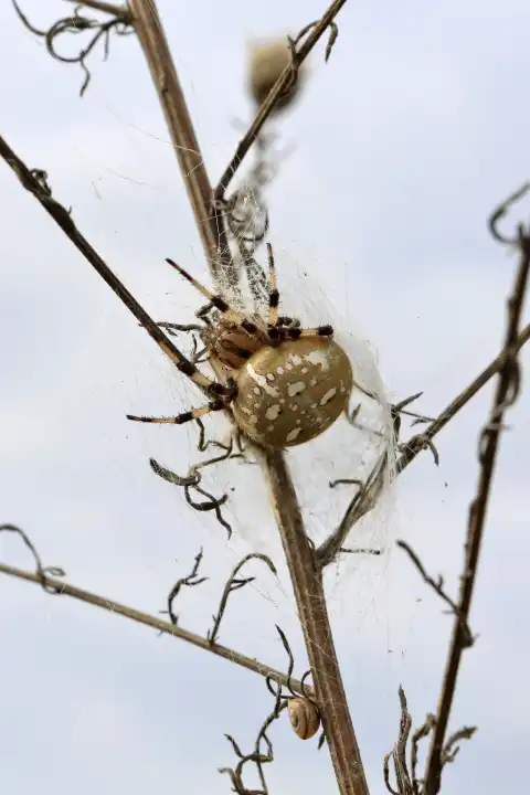 Vierfleck Kreuzspinne, Araneus quadratus