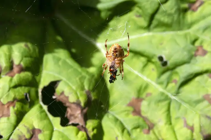 Real garden spider with prey