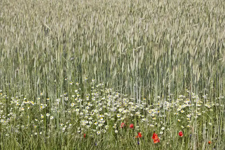 Rye field with chamomile