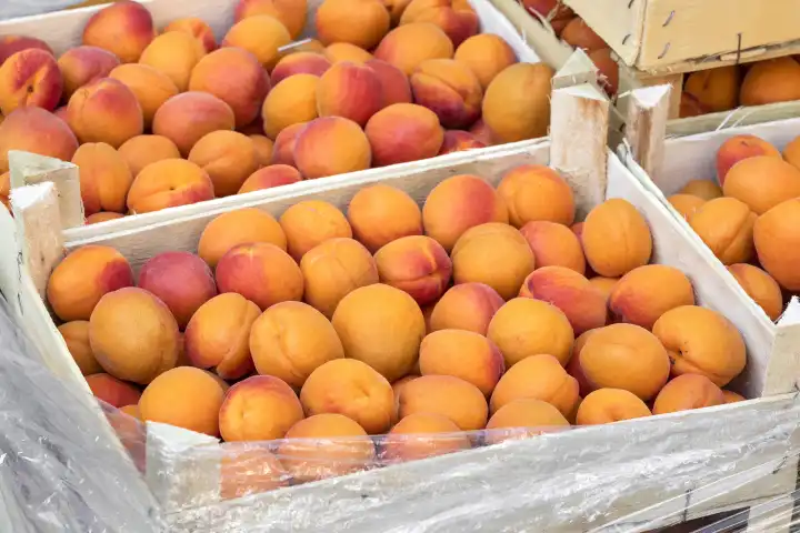 Wachau apricots, Austria