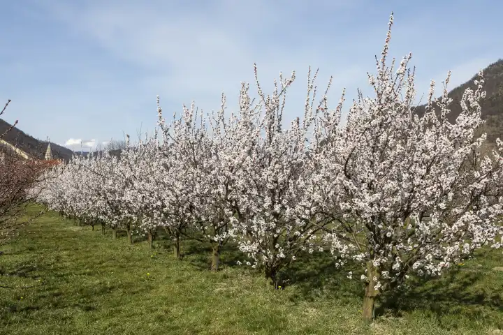 Marillenblüte, Aprikosenblüte in der Wachau, Niederösterreich, Österreich