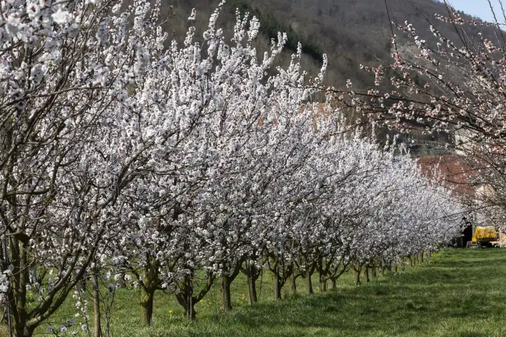 Marillenblüte in Schwallenbach in der Wachau NÖ, Österreich