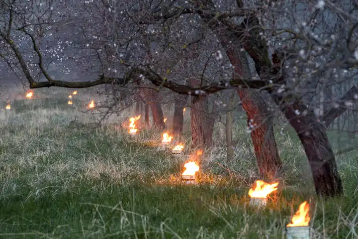 Heizkerzen zum Schutz der Wachauer Marillenblüte vor dem Nachtfrost, NÖ, Österreich