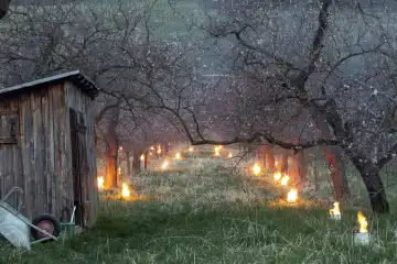 Heizkerzen zum Schutz der Wachauer Marillenblüte vor dem Nachtfrost, NÖ, Österreich