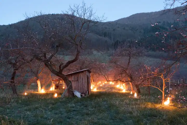 Heater candles to protect the Wachauer Marillenblüte from the night frost, NÖ, Austria